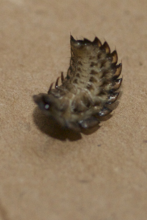 Lampyridae2.jpg