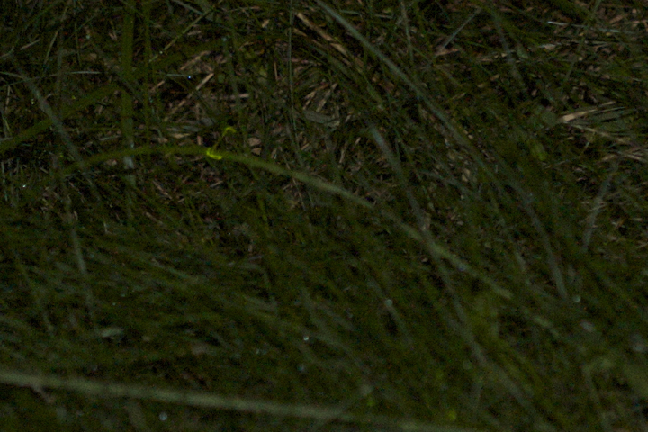 Lampyridae3.jpg