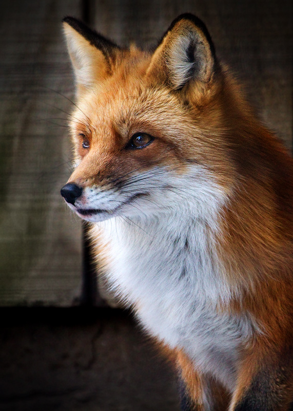 Fox Portrait