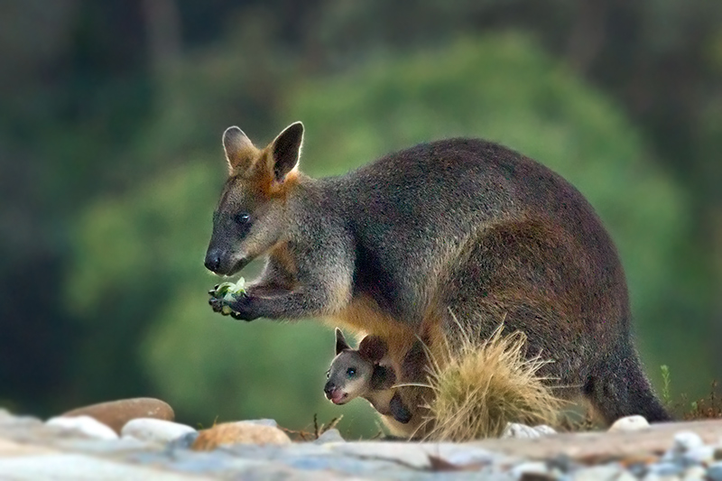 Wallaby