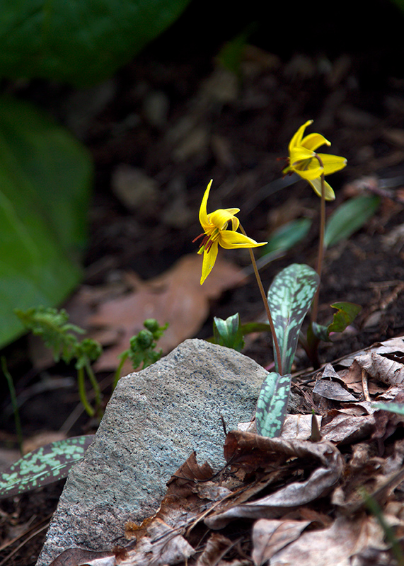 GlacierLily