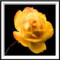 Diffused Yellow