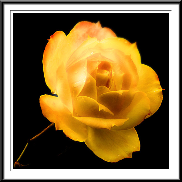 Diffused Yellow