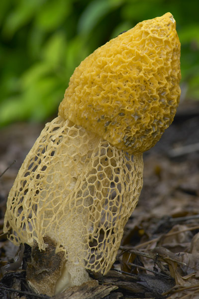 Fungus