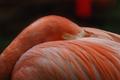 Pink Flamingo