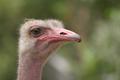 ostrich