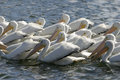 pelicans