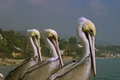 pelican trio
