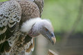 Vulture