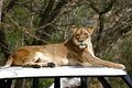 Lioness