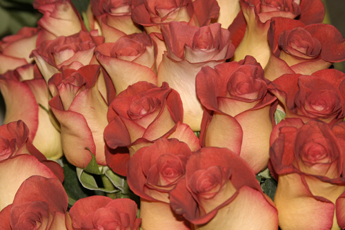 roses
