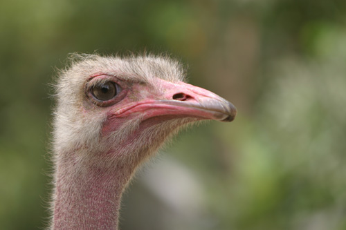 ostrich