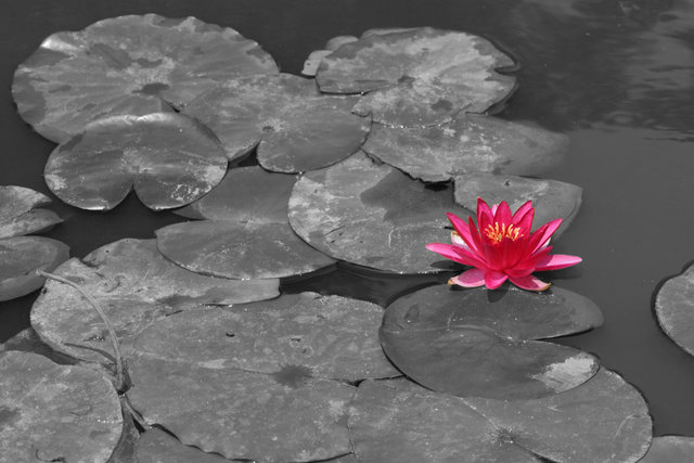 pondflower