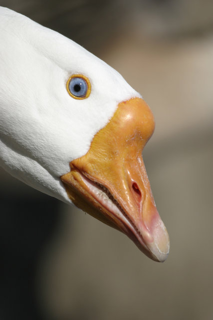 goose