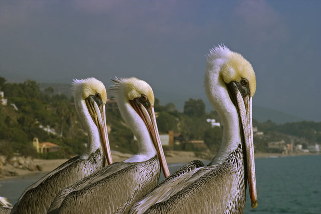 pelican trio