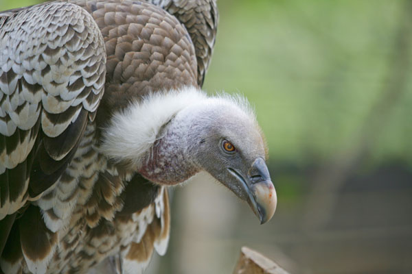 Vulture