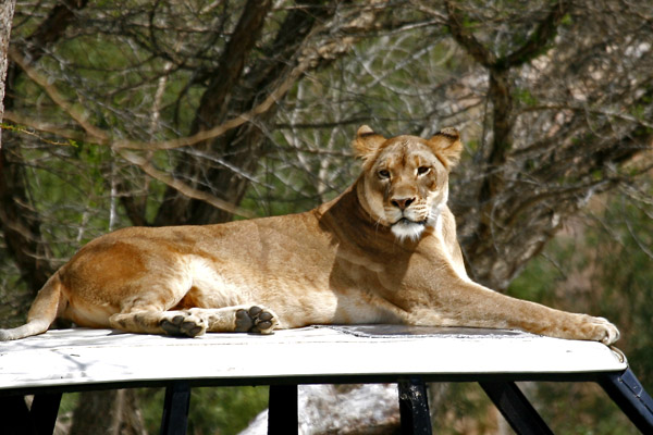Lioness