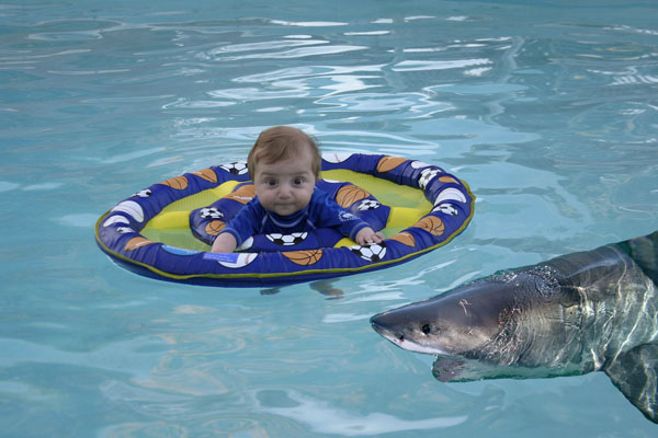 Jaws