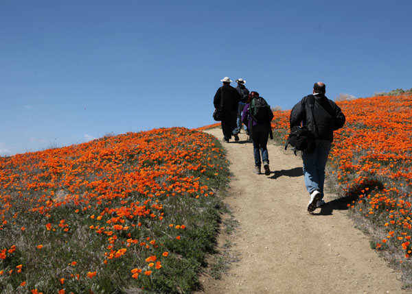 poppies16