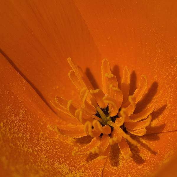 poppies03