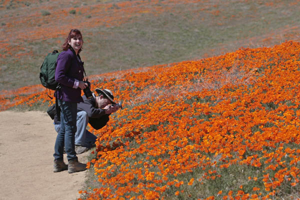 poppies13