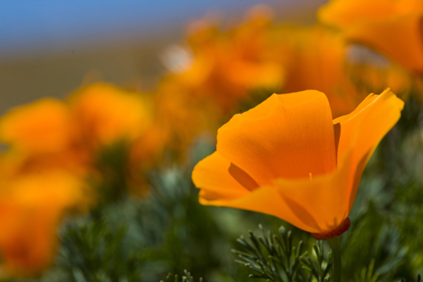 poppies01