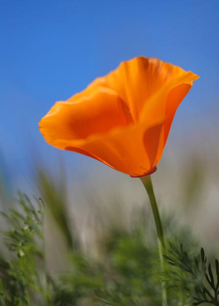 poppies02