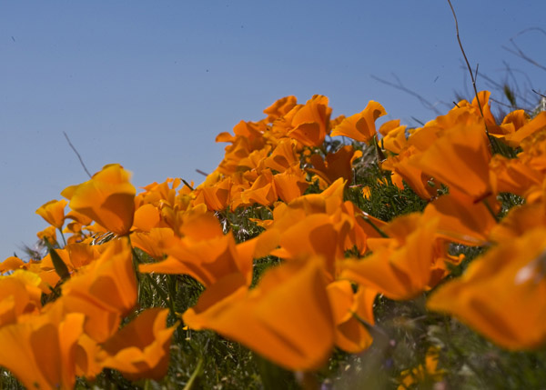 poppies06
