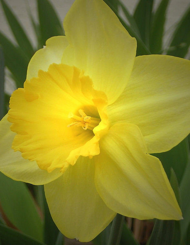 yellow 1.jpg