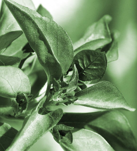 Leaves