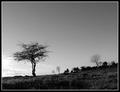 twistedtree 640X490.jpg