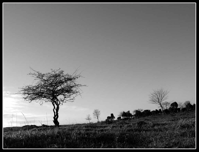 twistedtree 640X490.jpg