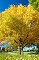 Oval Of Color