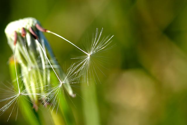 Make A Wish
