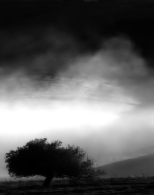 Venerable Tree