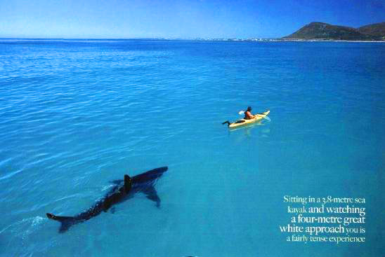 sharkkayak_small.jpg