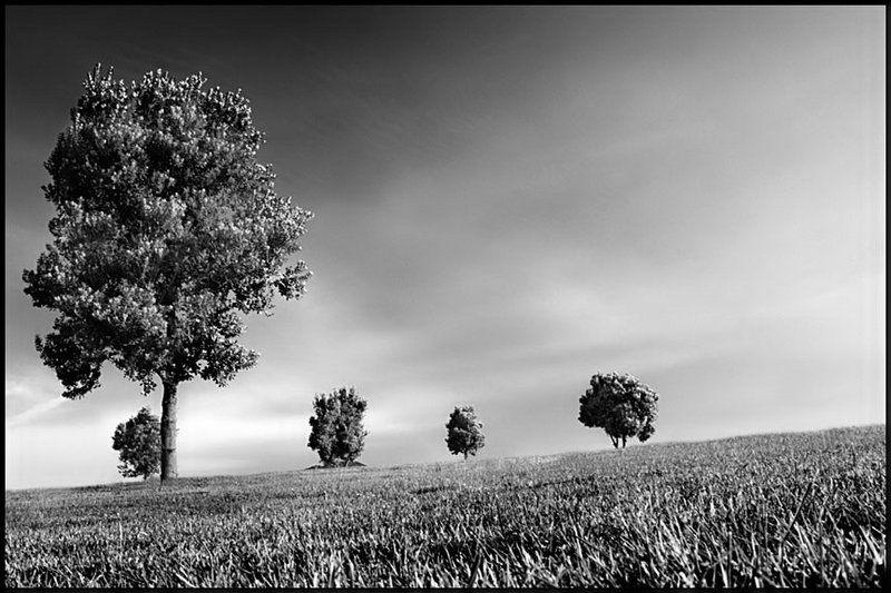 Eery Trees