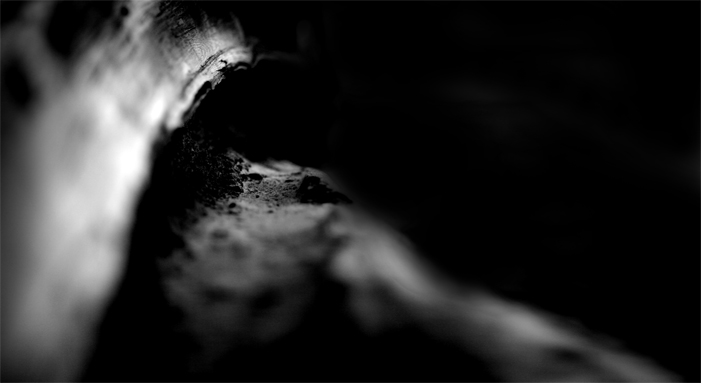 Log