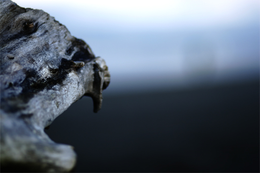Dead Log