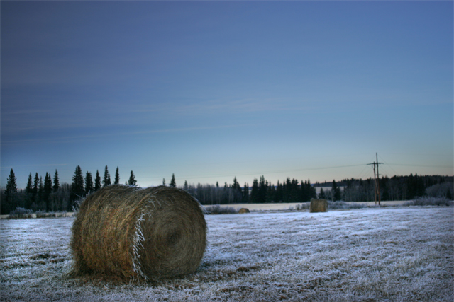 Froozen Hay