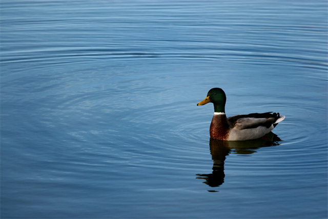 Duck