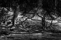 Root of All Evil (b&w)