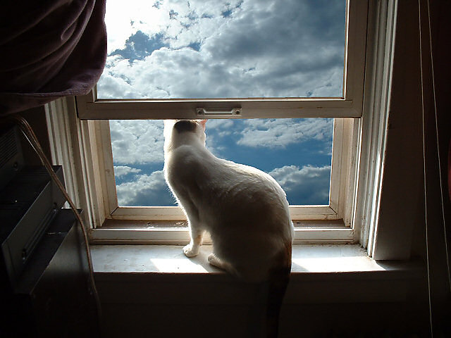 indica blue skies partly cloudy.jpg
