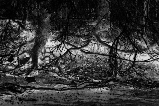 Root of All Evil (b&w)