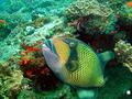 Titan Triggerfish
