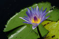 Water Lily