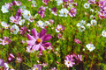 Cosmos