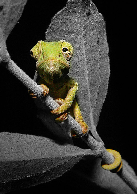 chameleonbw.jpg