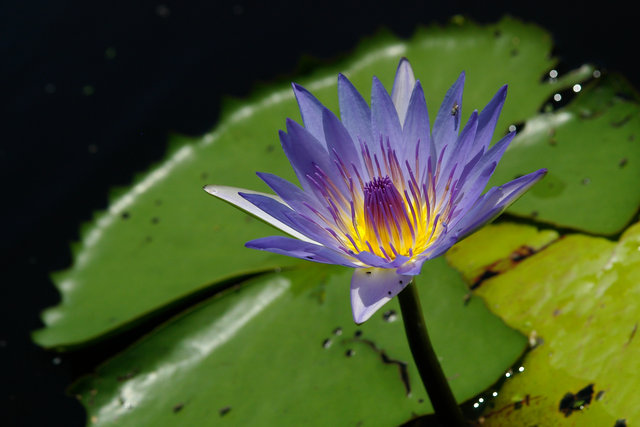 Water Lily