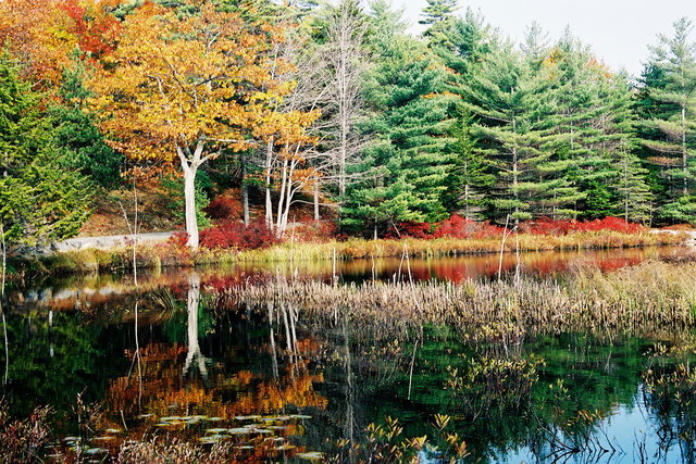 Maine Autumn